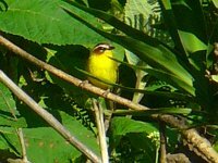Rufous-capped Warbler